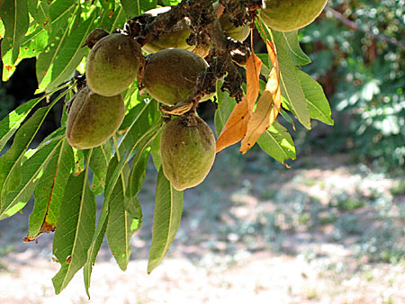 Mandelträd (Prunus dulcis) Grekland.