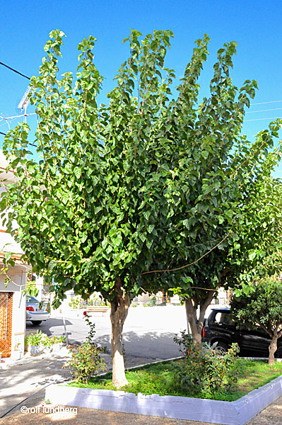 Morus alba. Träd i Grekland. Mullbärsträd.