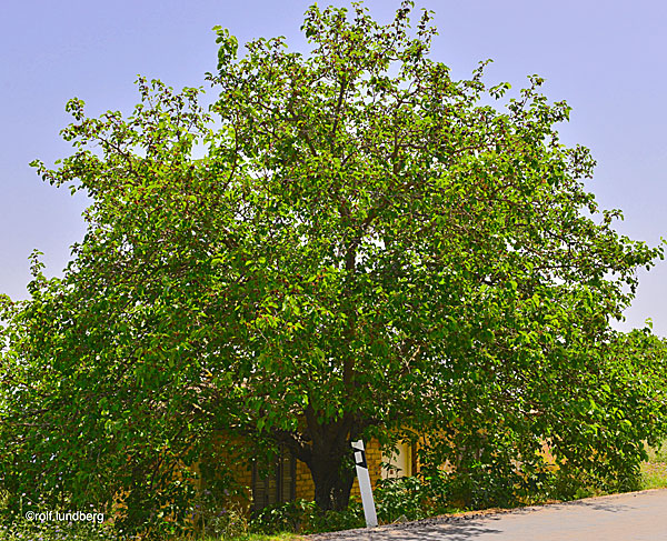 Mullbärsträd. Grekland.