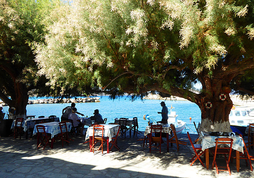 Skuggande tamarisker på Taverna To Delfini i Agios Antonios på Tilos i Grekland.