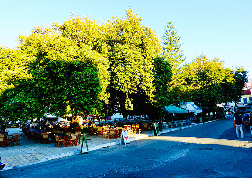 Om torget härskar över Pylos så dominerar pampiga platanträd över torget. 