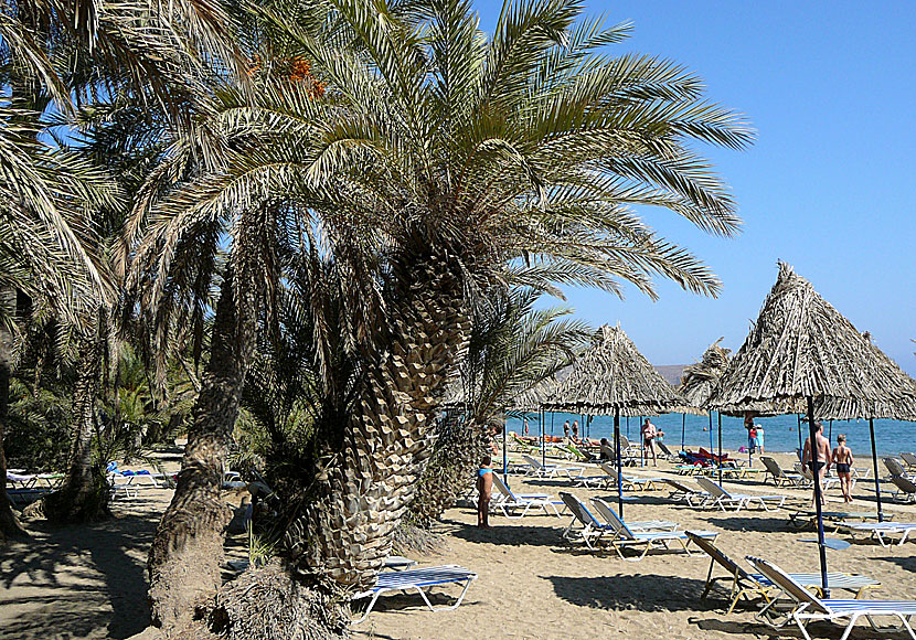 Den berömda palmstranden Vai. på östra Kreta.