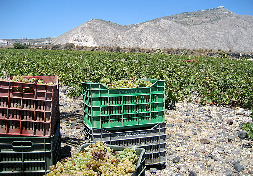 Vindruvor plockas i Perivolos på Santorini.
