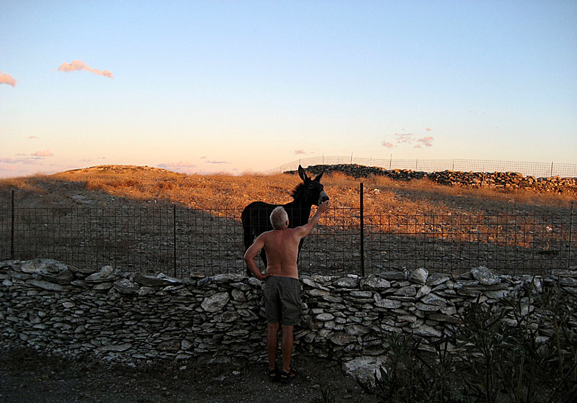 Schinoussa är en av öarna i Kykladerna där det fortfarande finns många åsnor. 