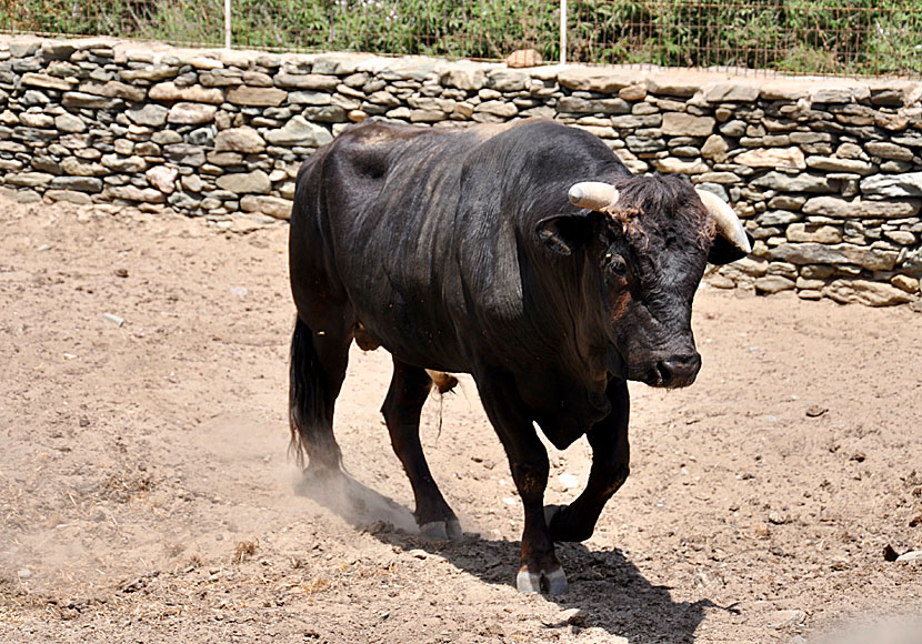 Det finns ilskna tjurar på öarna i Grekland. Håll dig undan dem!