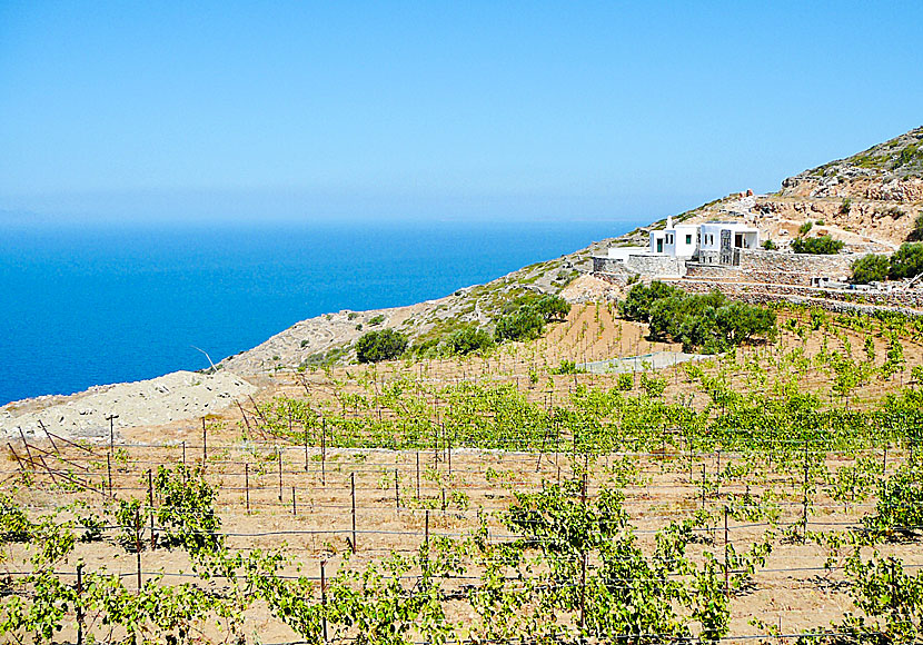 Vingården Manalis Winery på Sikinos i Kykladerna.