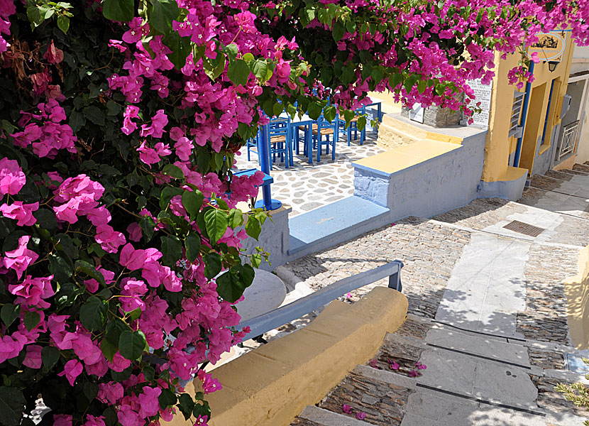 Gränder, taverna och bouganvilla i Ano Syros.