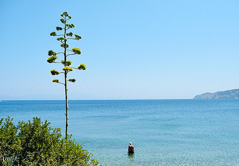 Plaka beach på Tilos ligger mellan Mylos beach och klostret Agios Panteleimon.