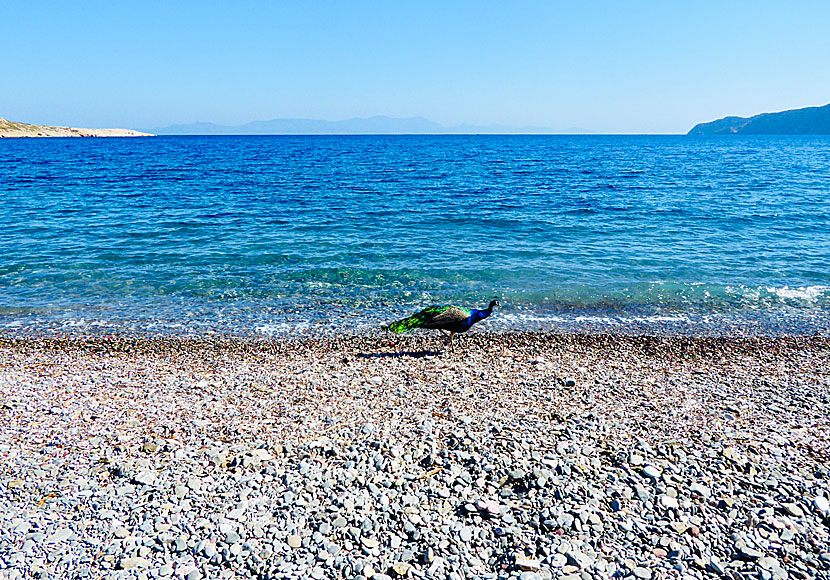 Påfåglar vid Plaka beach på Tilos i Grekland.