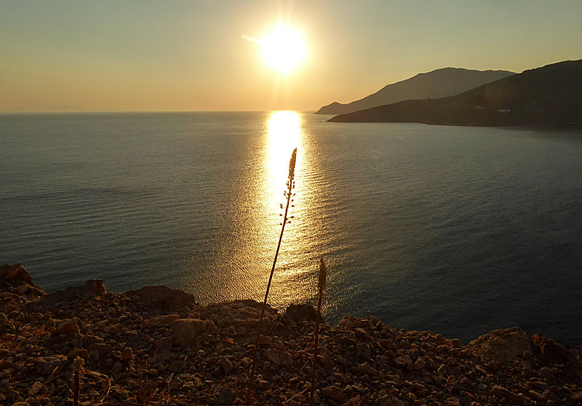 Soluppgången sedd från stigen till Lethra beach på Tilos ur några sjölökars perspektiv.