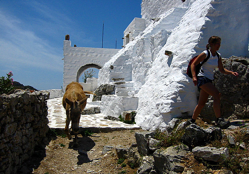 Jagad av åsnor på Amorgos i Grekland.