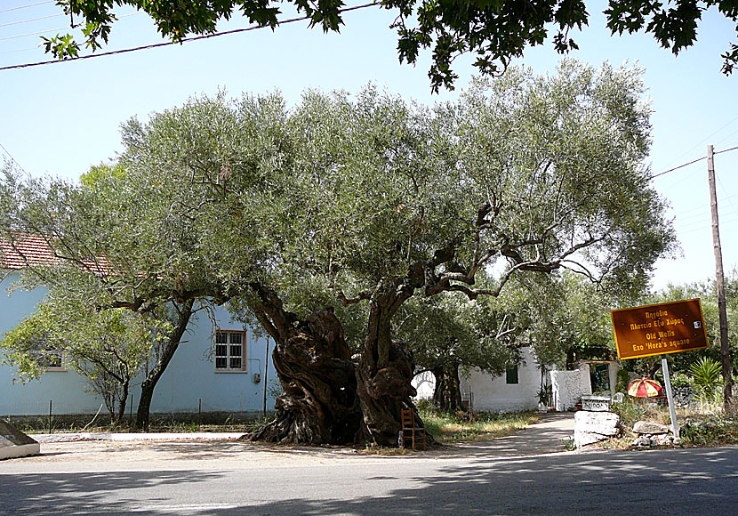 Zakynthos äldsta olivträd finns i byn Exo Hora.