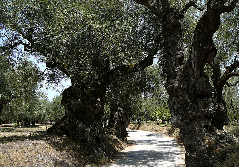 Vandra i olivlundar på Zakynthos.