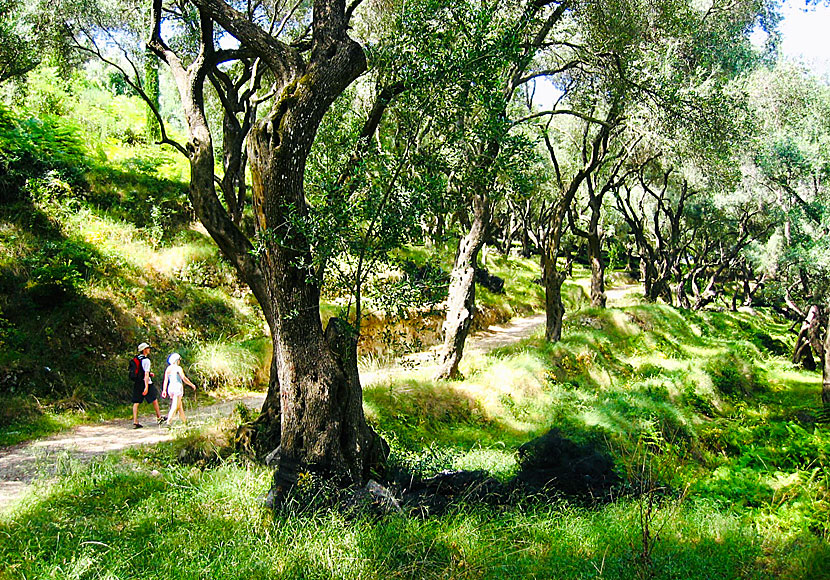 Till Lichnos beach kan du vandra från Parga genom den vackra olivträdskogen.