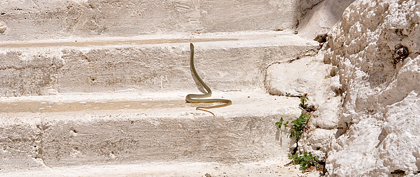 Snakes in Andros.