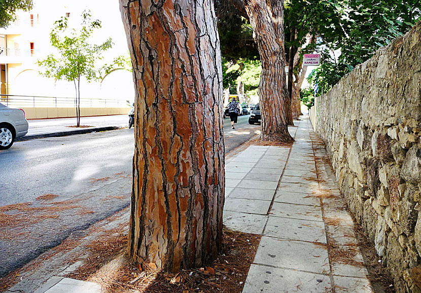 Ett annat problem att sa sig fram med rullstol och rollator i Grekland är att det växer träd på trottoarerna. 