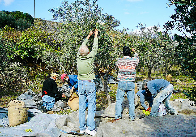 Plocka oliver i Grekland och grekiska övärlden görs i oktober och november.