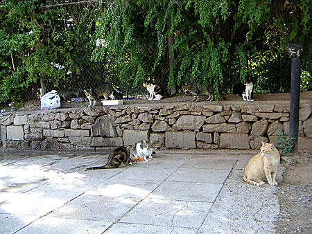 Katter i Aten.