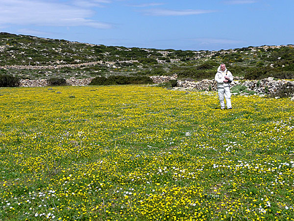 Blommor på Amorgos på våren.