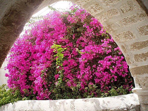 Blommor uppe i gamla stan Naxos.