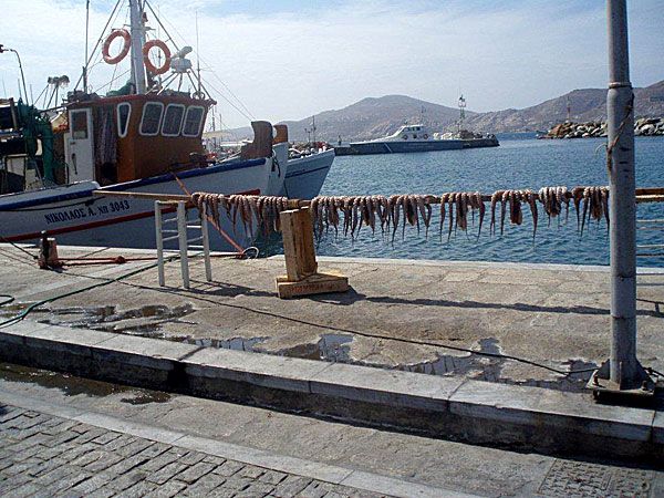 Fiskelyckan har tydligen varit god, bilden tagen i hamnen Nauossa på Paros.