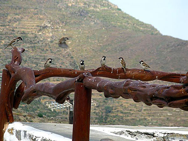 Fågelskåda på Amorgos.
