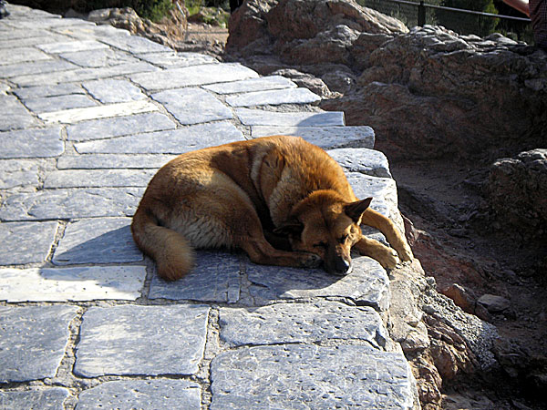 Vildhundar i Aten i Grekland.
