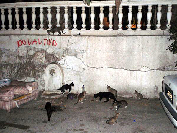 Törstiga katter på Karpathos.