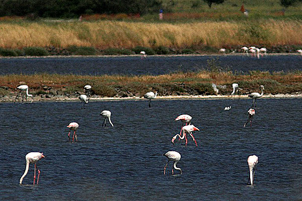 Flamingos i saltsaliner utanför Kalloni. Lesbos.