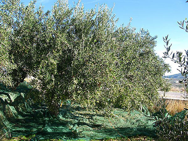 Olives on Karpathos.