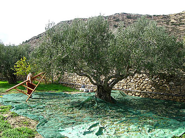 Plocka oliver på Karpathos