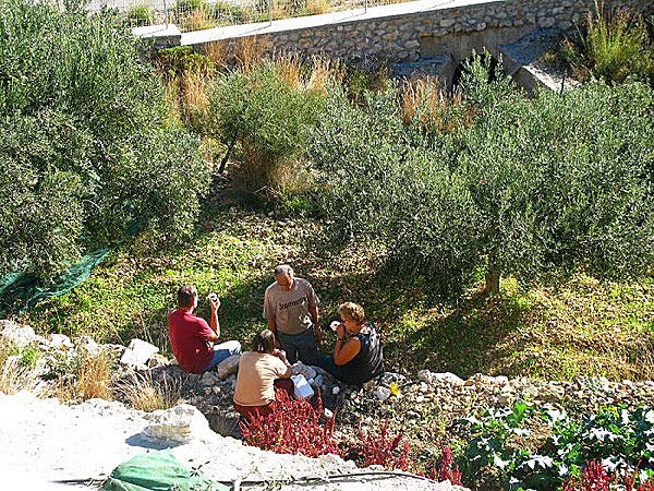Plocka oliver på Karpathos