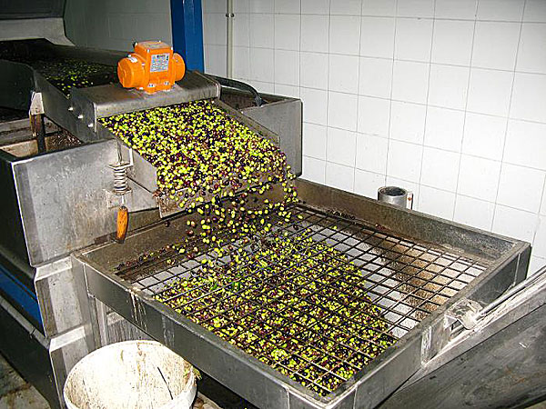 Pressa oliver på Karpathos
