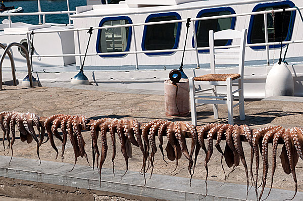 Bläckfiskar på tork i Naoussa på Paros.