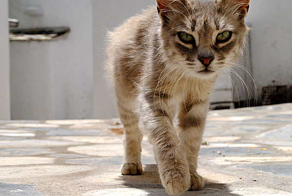 Katter på Skopelos.