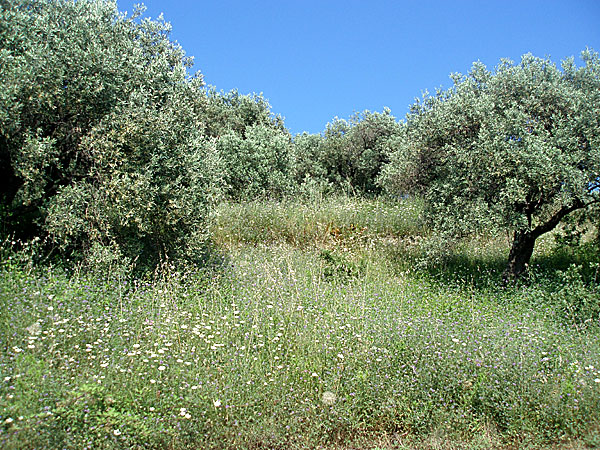 Olivträd. Skopelos.