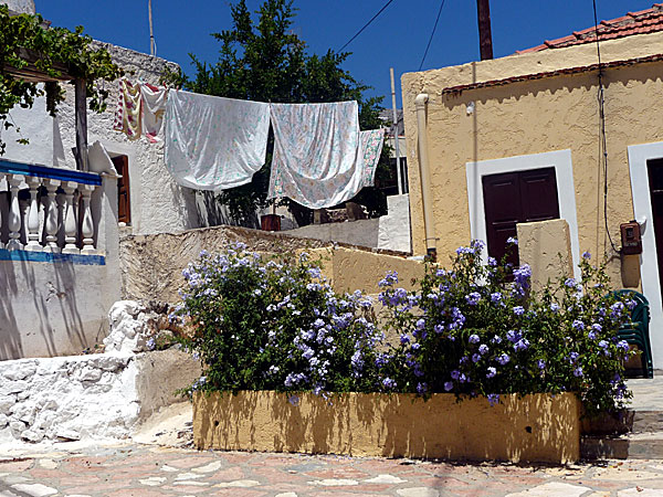 Blommor på Chalki i Grekland.