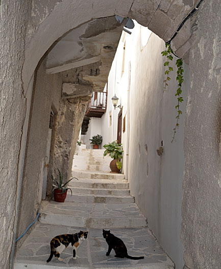 Kattgränd i Naxos stad. 