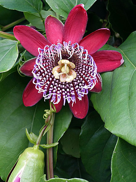 Passionsblomma, Passiflora Quadrangularis.. Botaniska Parken på Kreta.