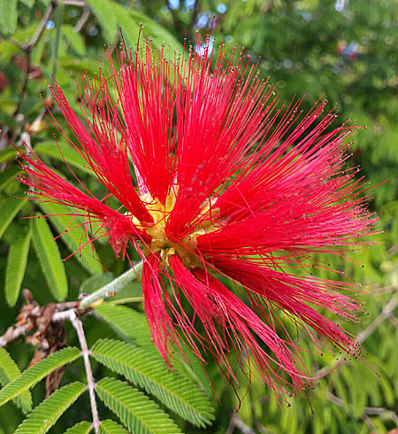 Calliandra. Botaniska Parken på Kreta.